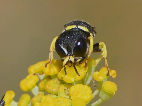 Réf. 234 693 : Ectemnius sp.